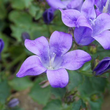 Campanule Bleu - Campanula medium 'Bleue'