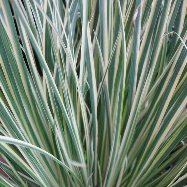 Acore gramineus strié d'argent - Acorus gramineus 'Argenteostriatus'