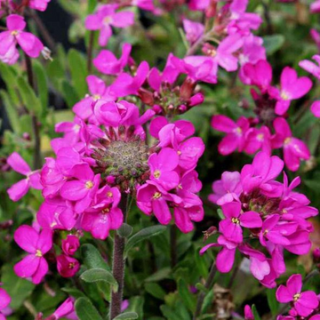 Arabette de Californie - Arabis blepharophylla