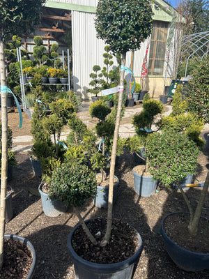 2 BOULES POMPONS / CLT30-35