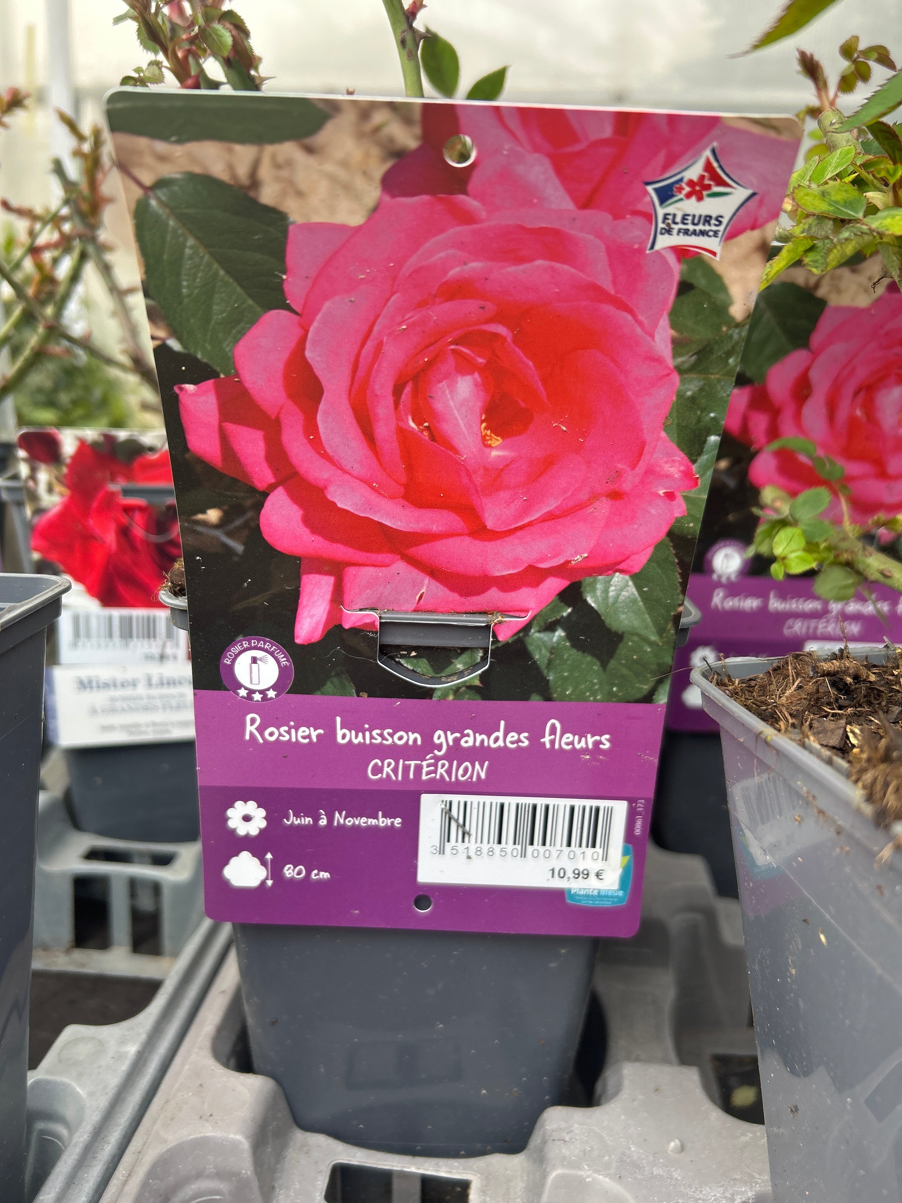 Rosier Criterion