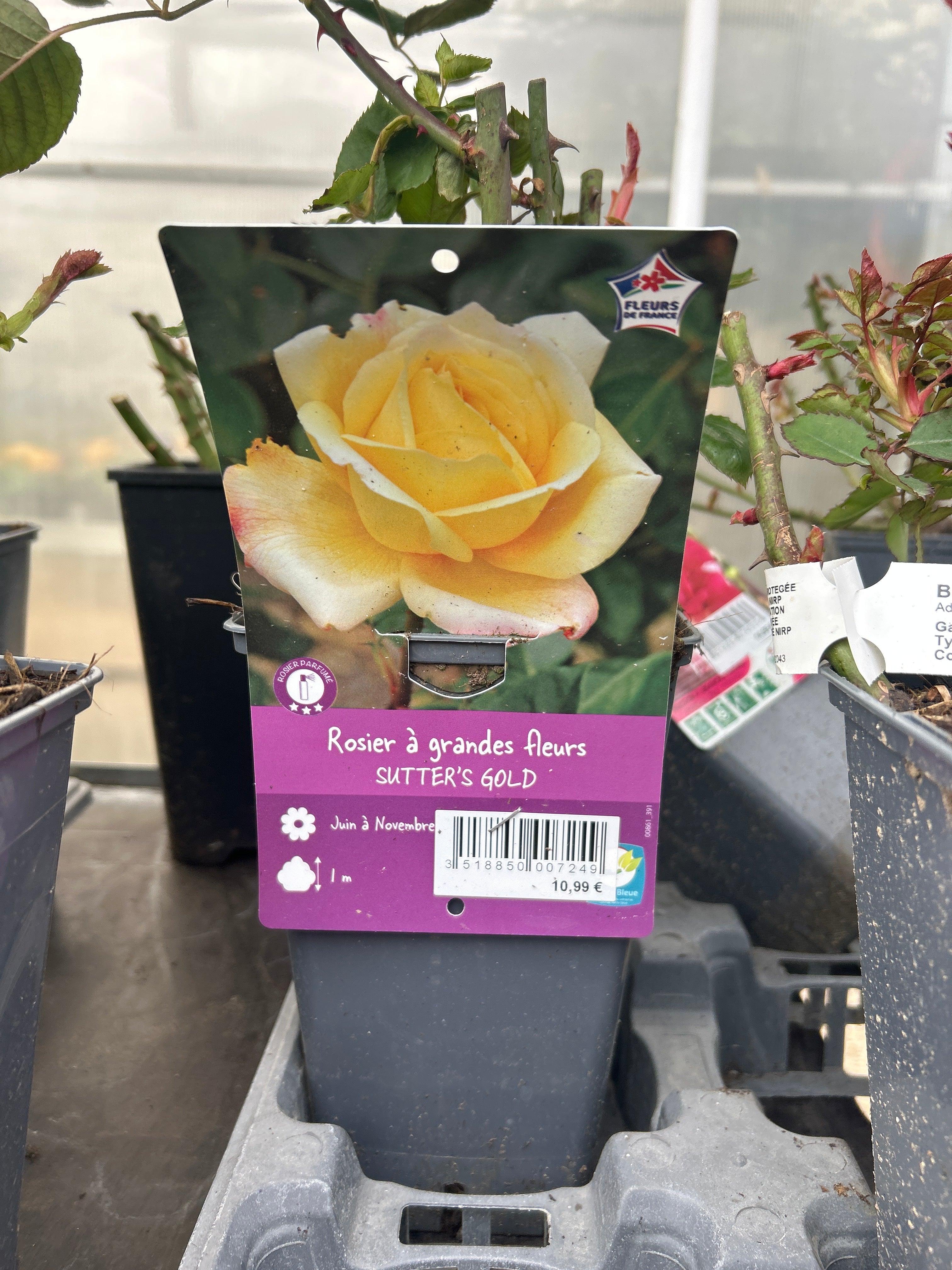 Rosier Sutter Gold