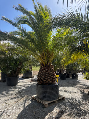 SUJET 90CM DE TRONC - HAUTEUR 300/400CM