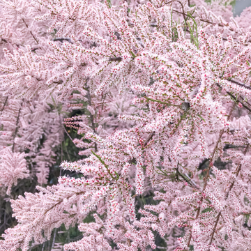 Tamaris d'été 'Pink Cascade' - Tamarix ramosissima 'Pink Cascade'