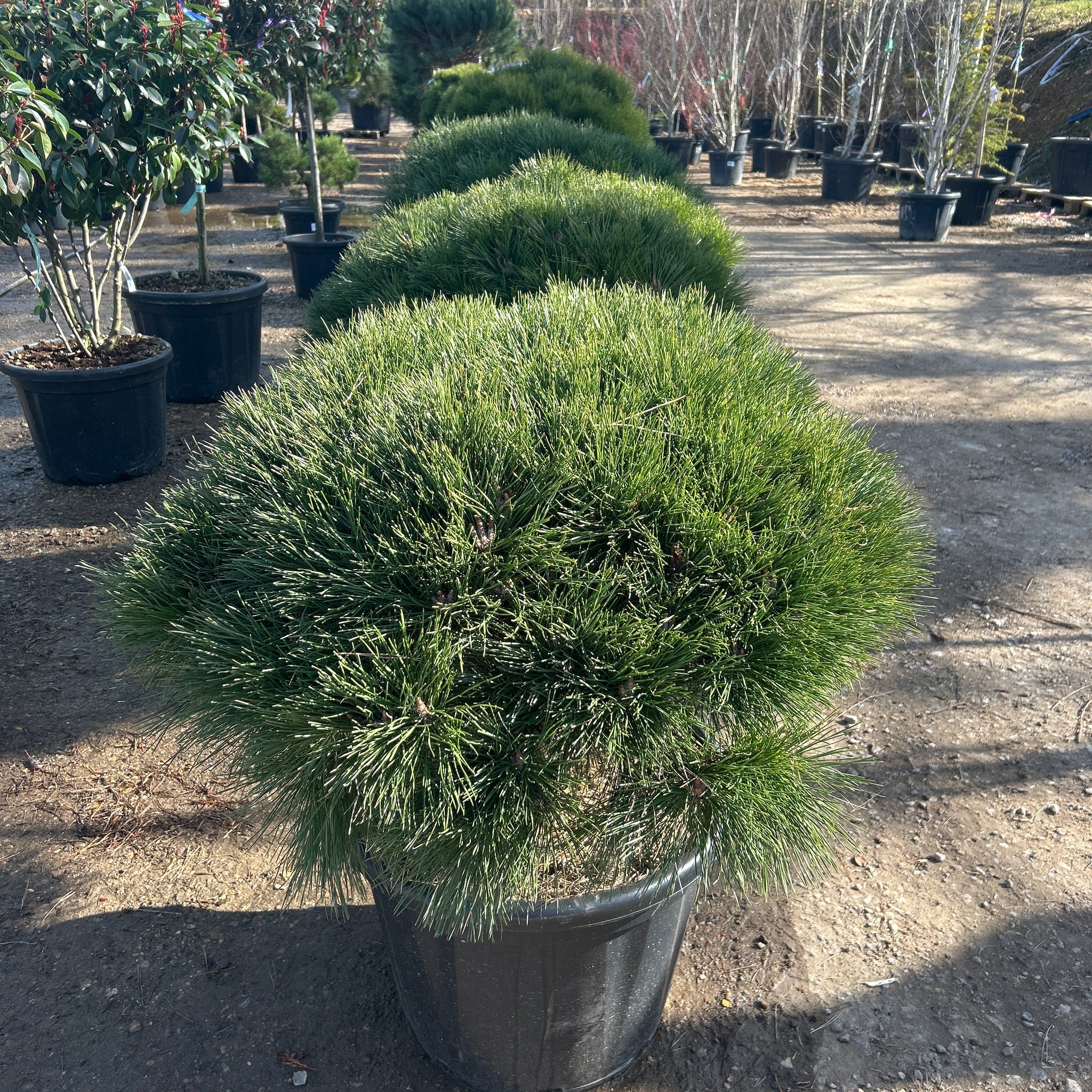 Pin noir d'Autriche 'Pierrick Brégéon' - Pinus nigra 'Pierrick Brégéon'