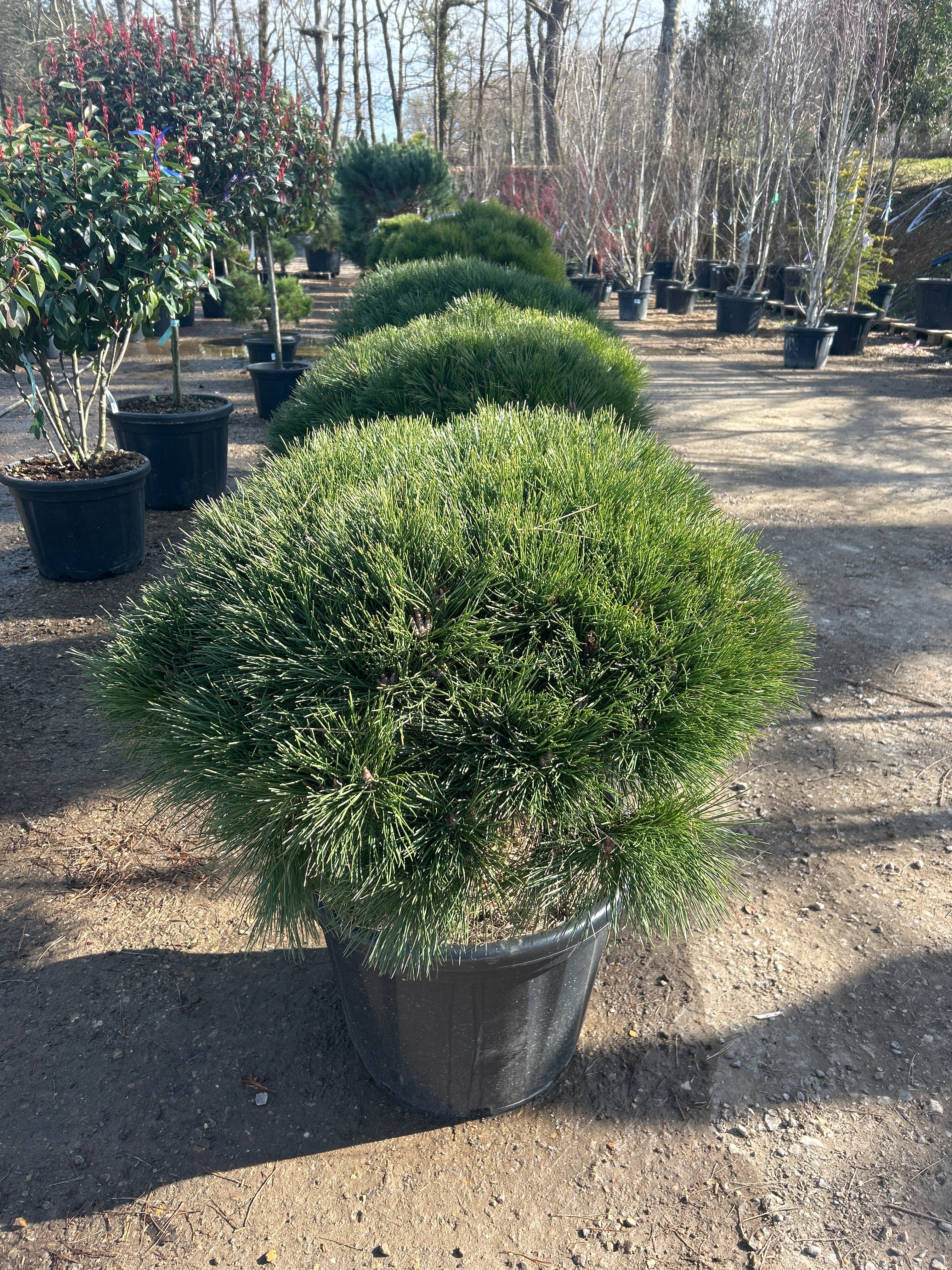Pin noir d'Autriche 'Pierrick Brégéon' - Pinus nigra 'Pierrick Brégéon'