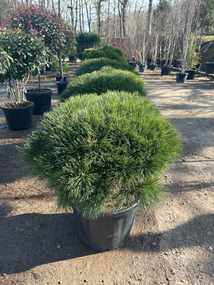 POT 50-70L