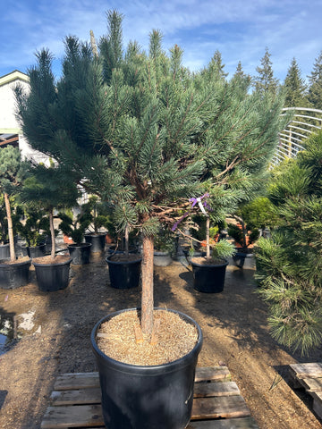 Pin sylvestre 'Watereri' - Pinus sylvestris 'Watereri'