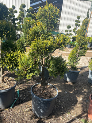 Pompons / POT 12-15L / H.80-100