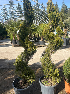 Spirale / Pot 20/30 litres -  Hauteur 140/160cm