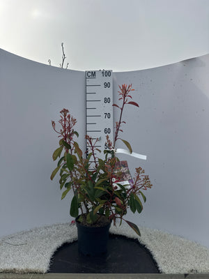 ARBUSTE / POT 3L - HAUTEUR 40/60CM