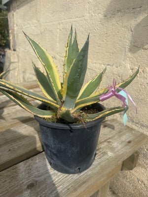 Pot de 3 litres