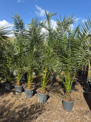 POT 25L - HAUTEUR 175/200CM