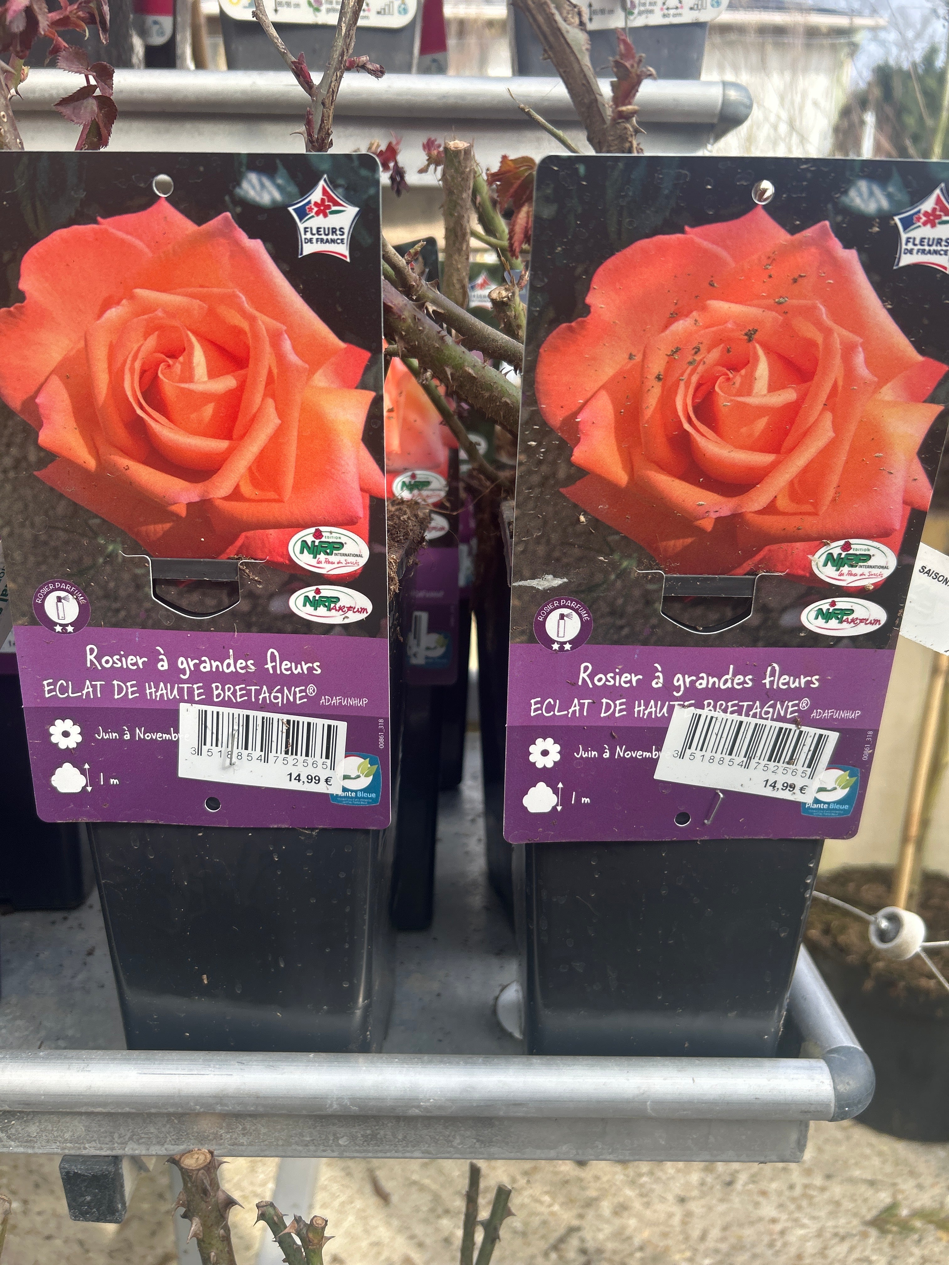 Rosier Eclat de Haute Bretagne