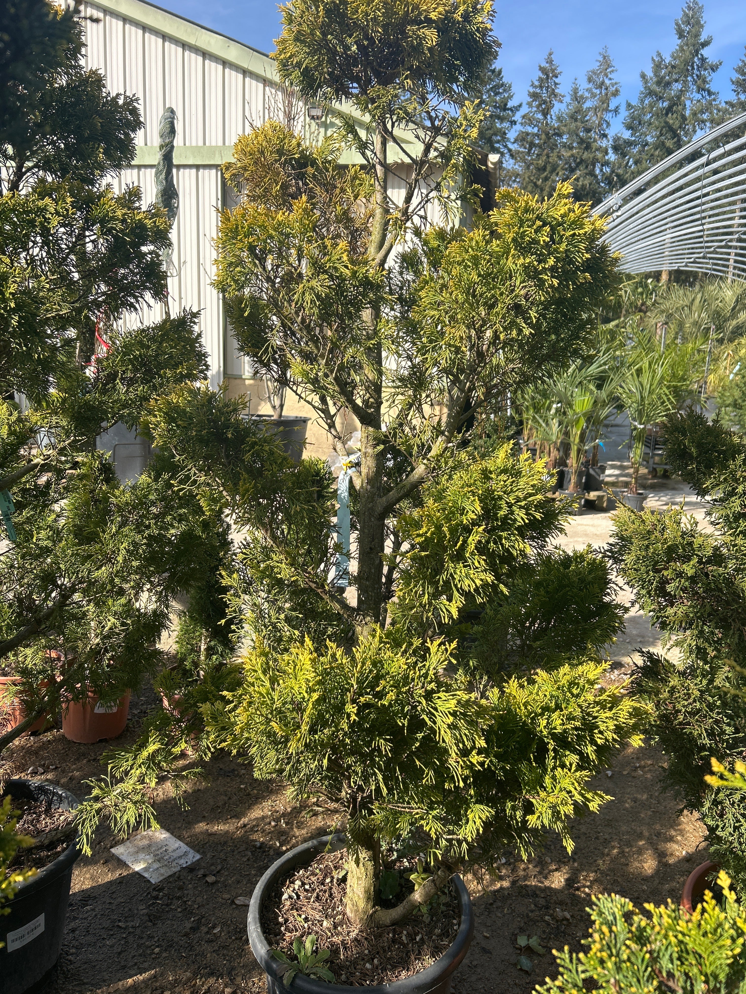 Cupressus Leylandii Gold Rider (Topiaire)