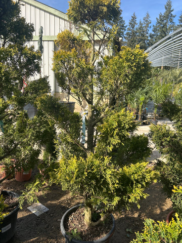 Cupressus Leylandii Gold Rider (Topiaire)