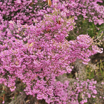 Bruyère des neiges 'Kramer's Rote' - Erica darleyensis 'Kramer's Rote'