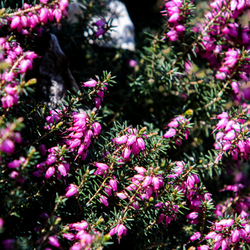 Bruyère des neiges 'Kramer's Rote' - Erica darleyensis 'Kramer's Rote'