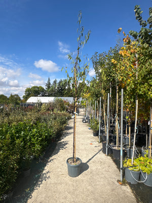 TIGE / CLT20 / C.6-8