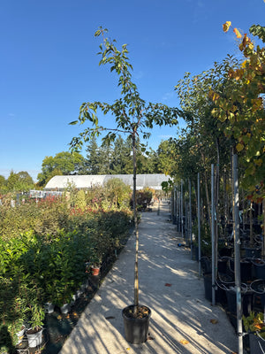 TIGE PLEUREUR / CLT18-20 / H.200-250 / C.6-8