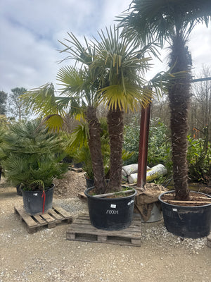 2/3 TRONCS / POT 285L - HAUTEUR 250/300CM - TRONC 3.1M