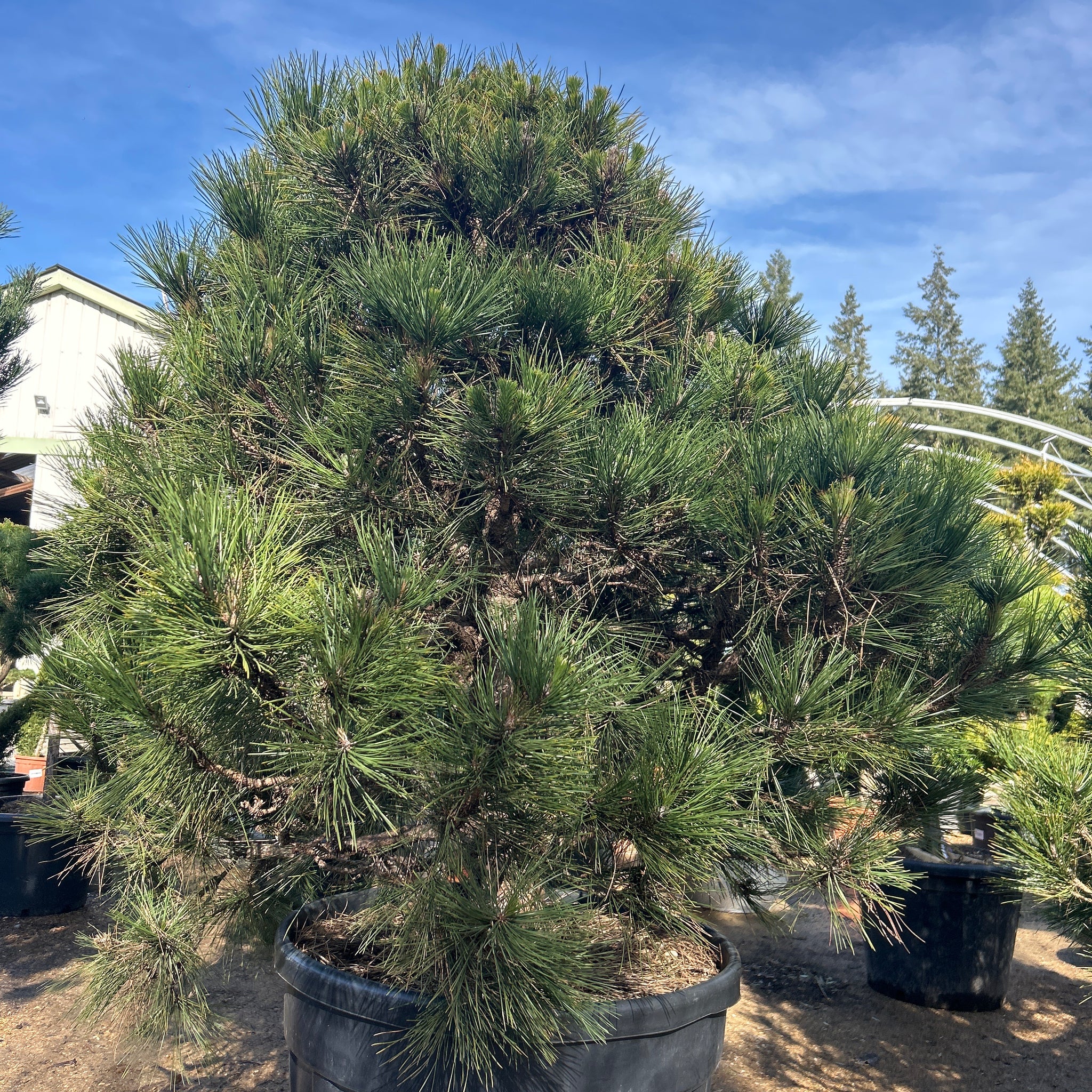 Pin noir d'Autriche 'Spielberg' - Pinus nigra 'Spielberg'