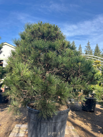 Pin noir d'Autriche 'Spielberg' - Pinus nigra 'Spielberg'