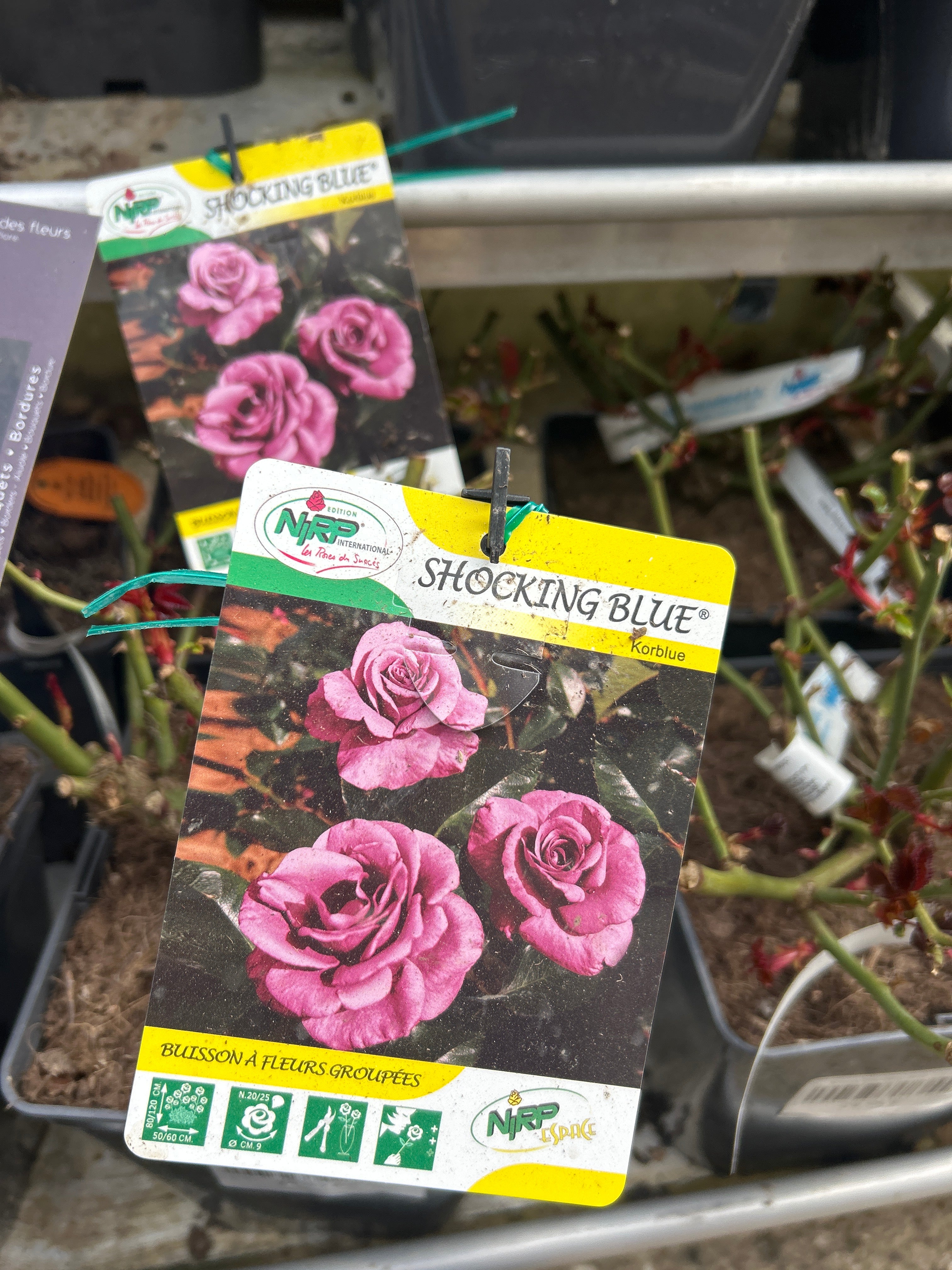 Rosier Shocking Blue
