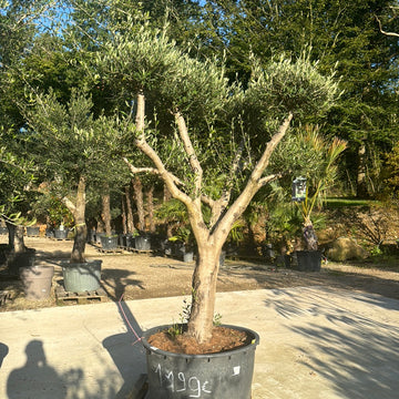 Olivier Europe Plateau - Olea Europaea Plateaux