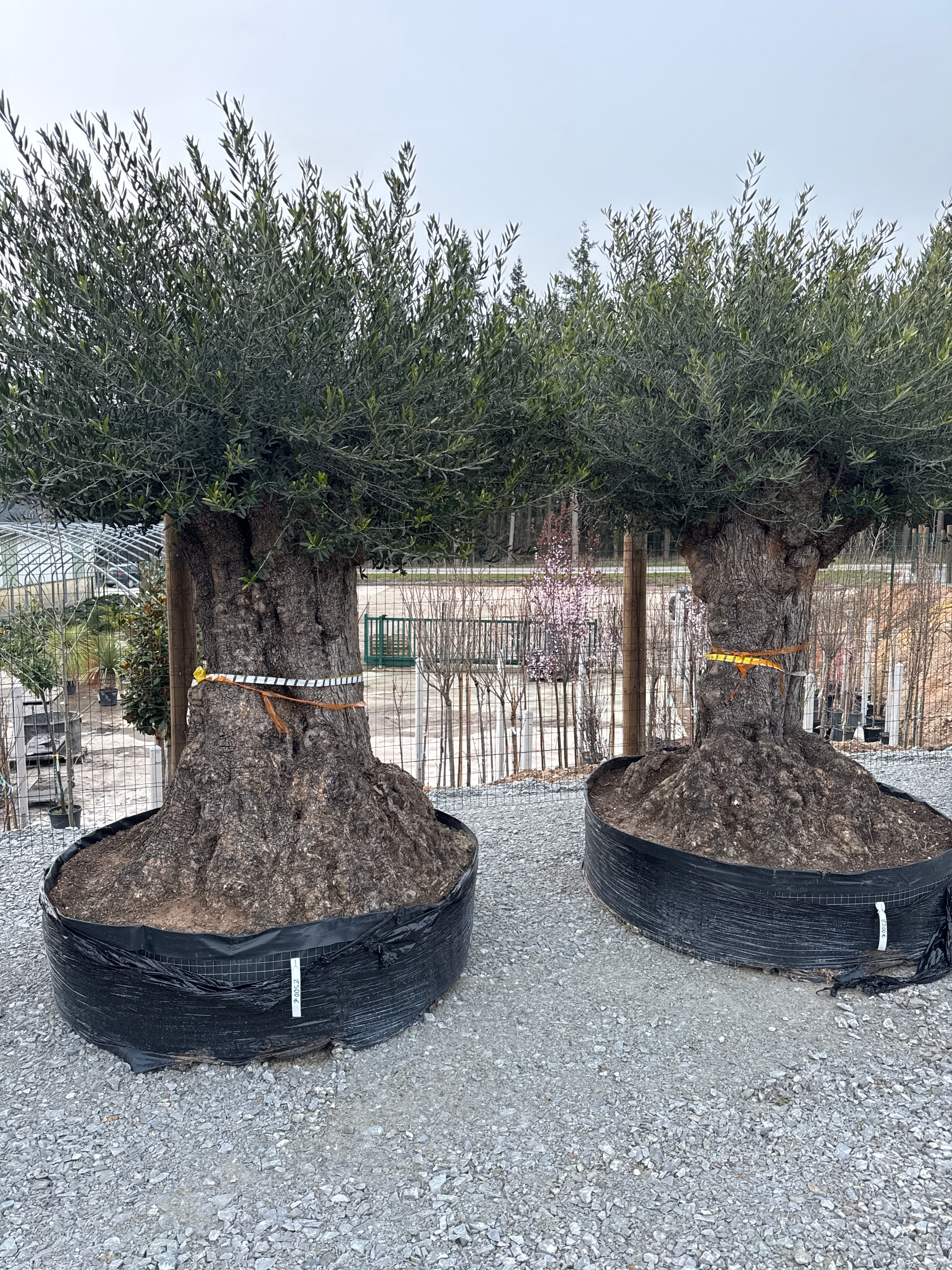 Olivier Lechin - 150/200 - Motte