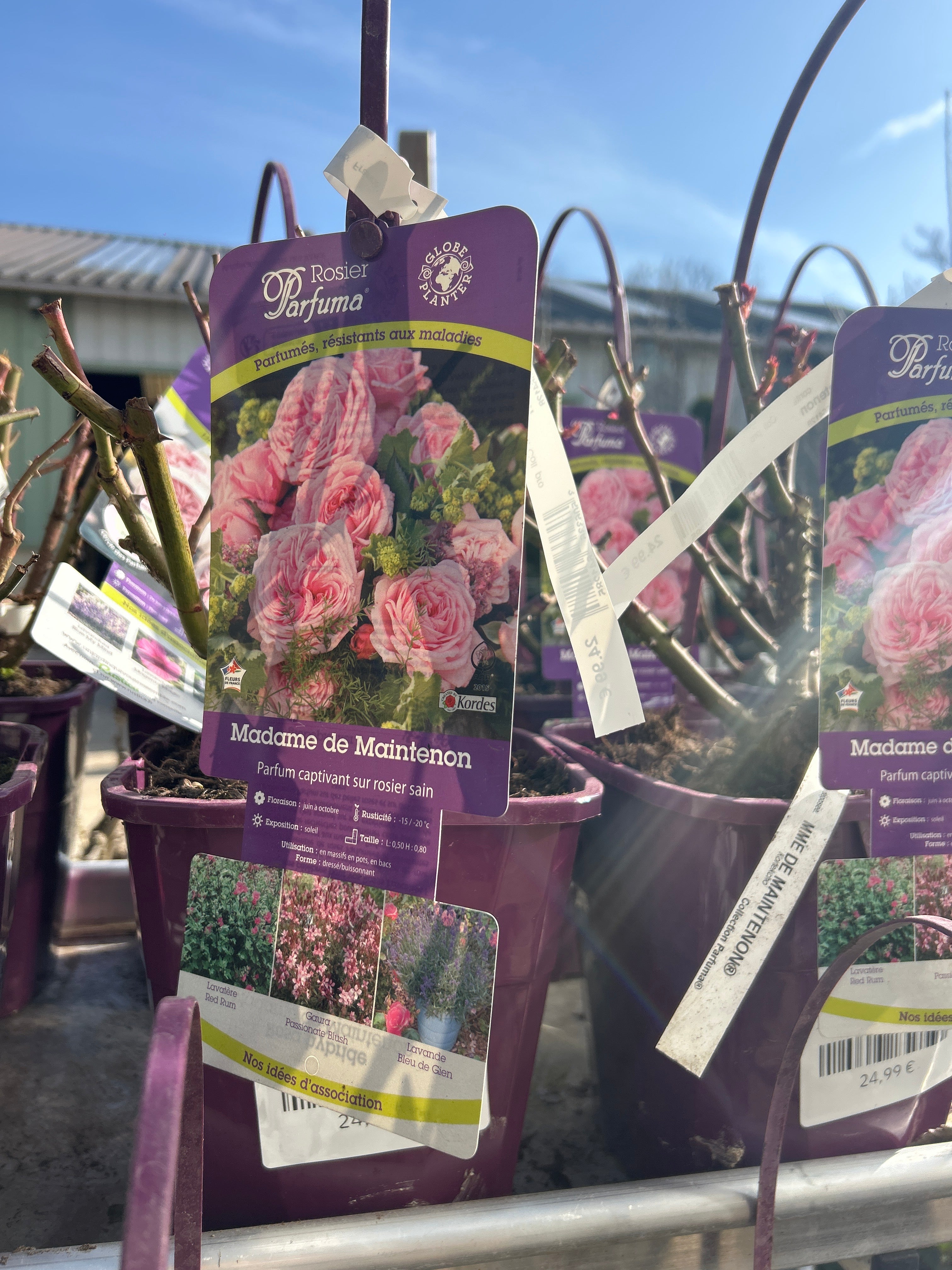 Rosier Madame de Maintenon