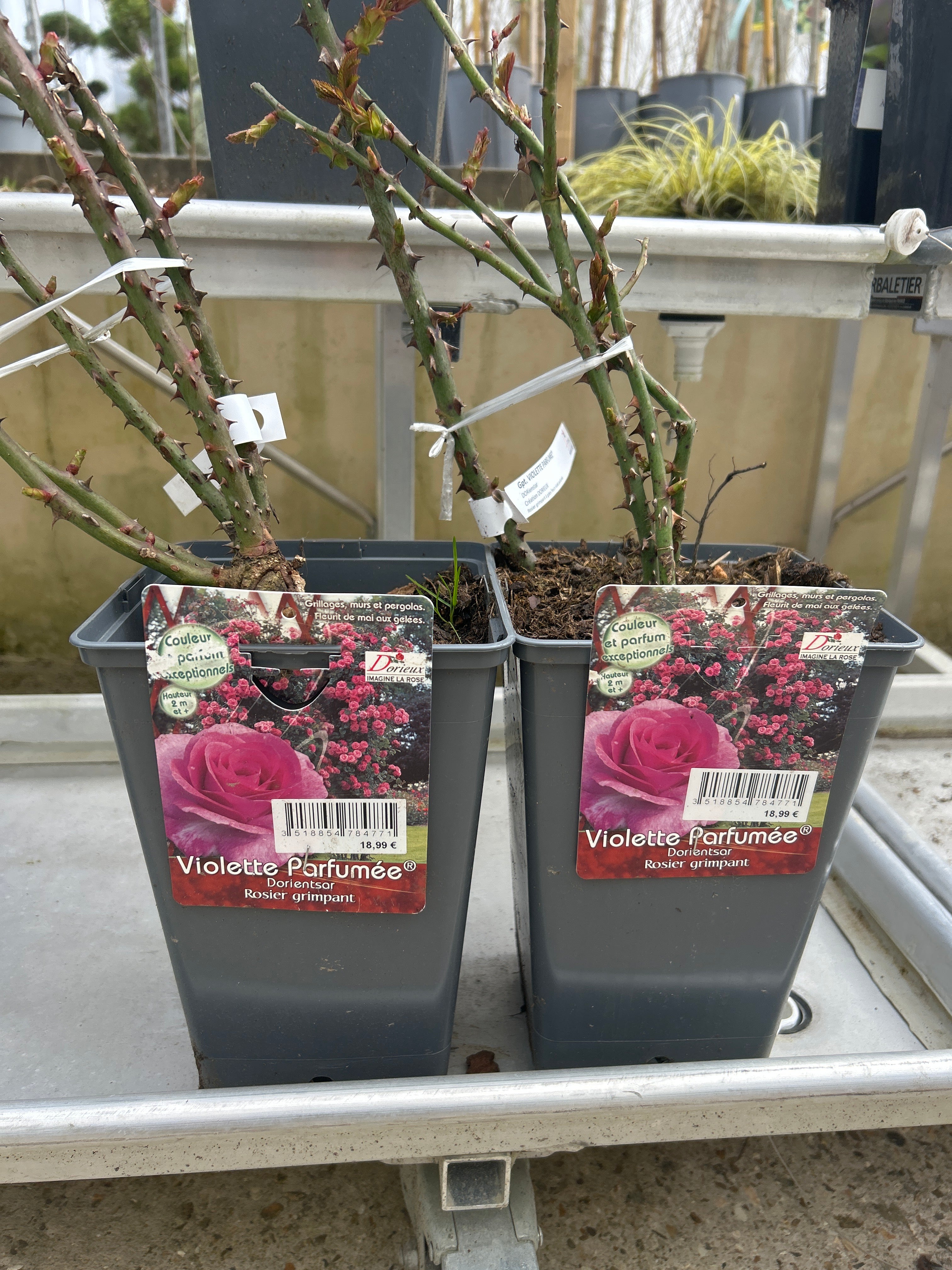 Rosier Grimpant Violette