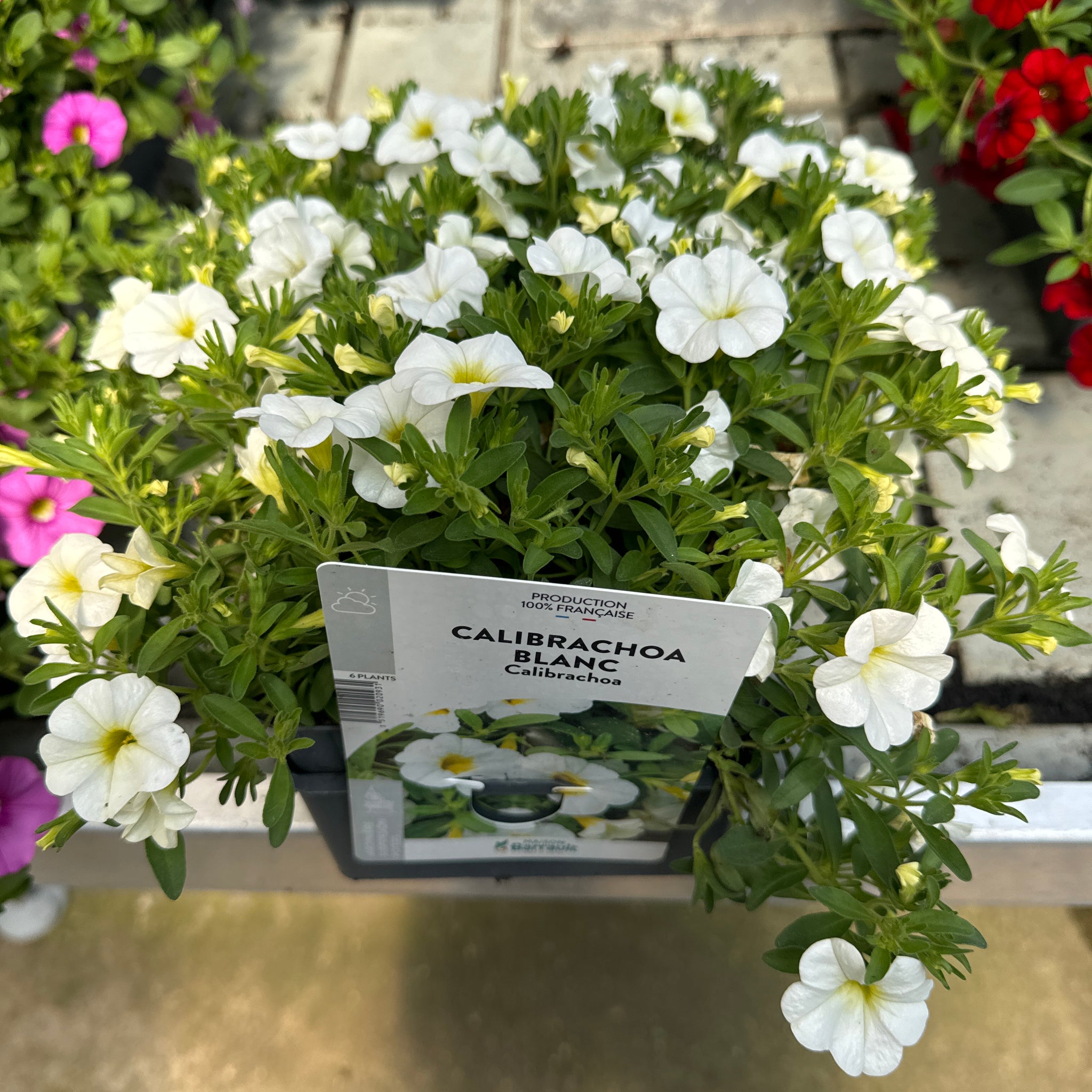 Surfinia Million Bells Blanc