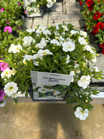 Surfinia Million Bells Blanc