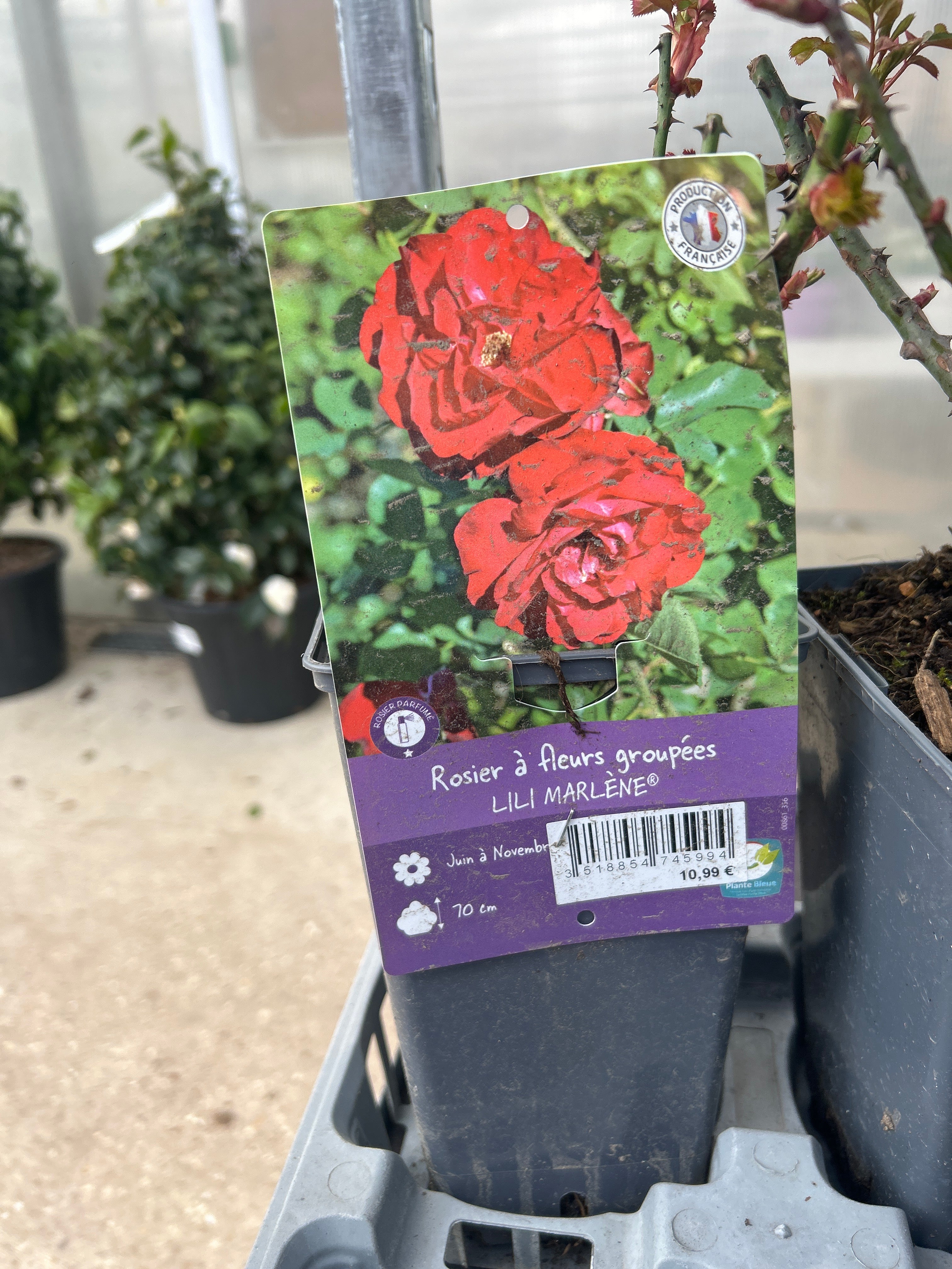 Rosier 'Lili Marlène' - Rosa 'Lili Marlène'