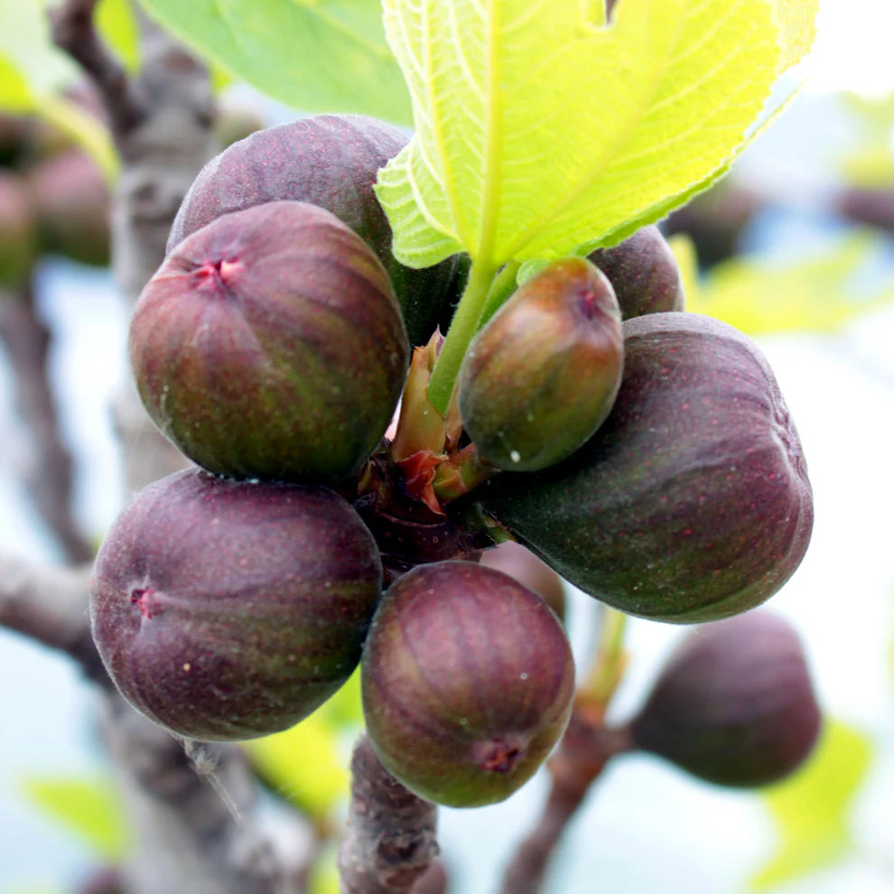 Figuier Violette Normande - Ficus Carica Bifère à gros fruits violets
