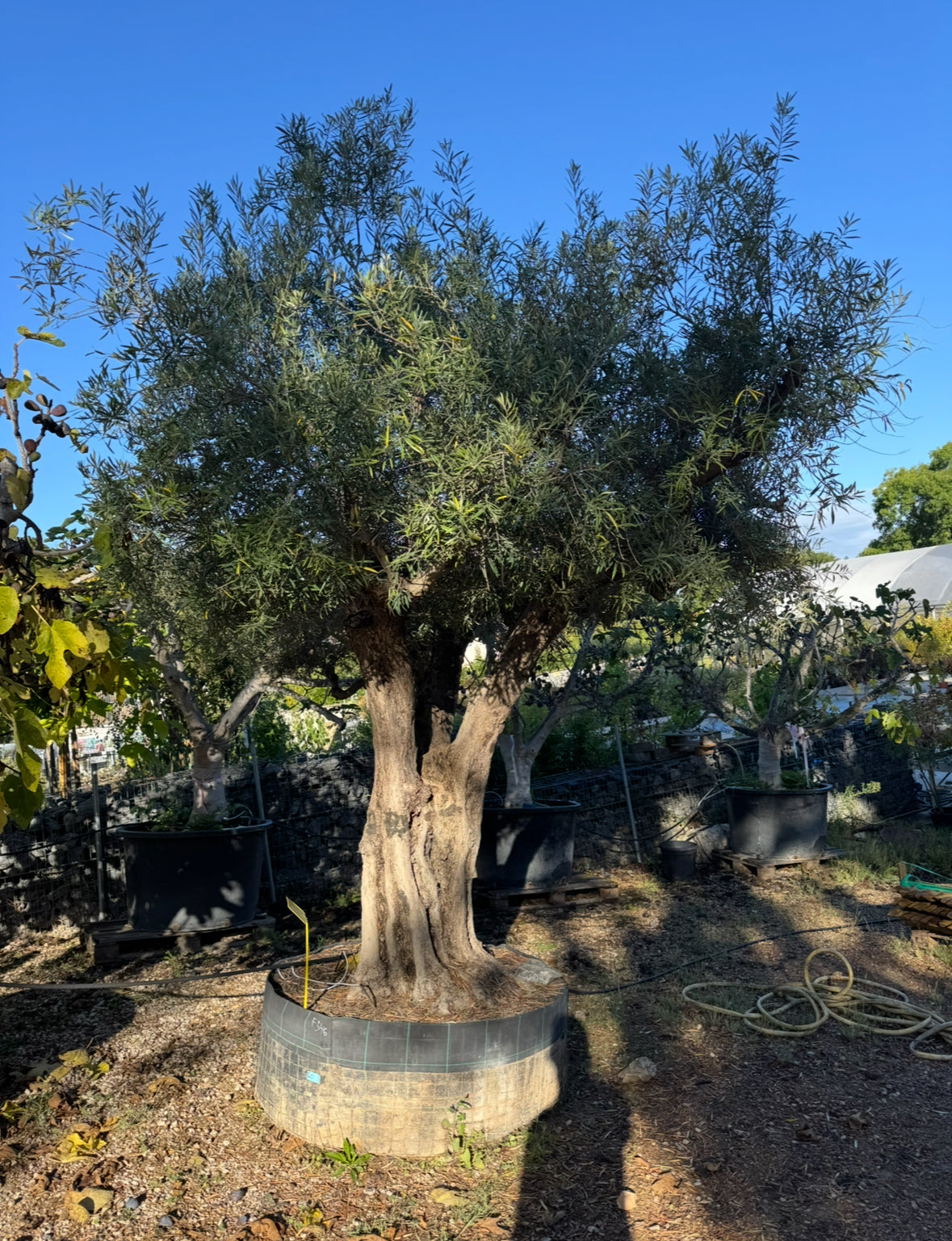 Olea europaea Exemplaire Tronc 1.50m