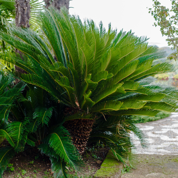 Faux palmier du Japon - Cycas revoluta