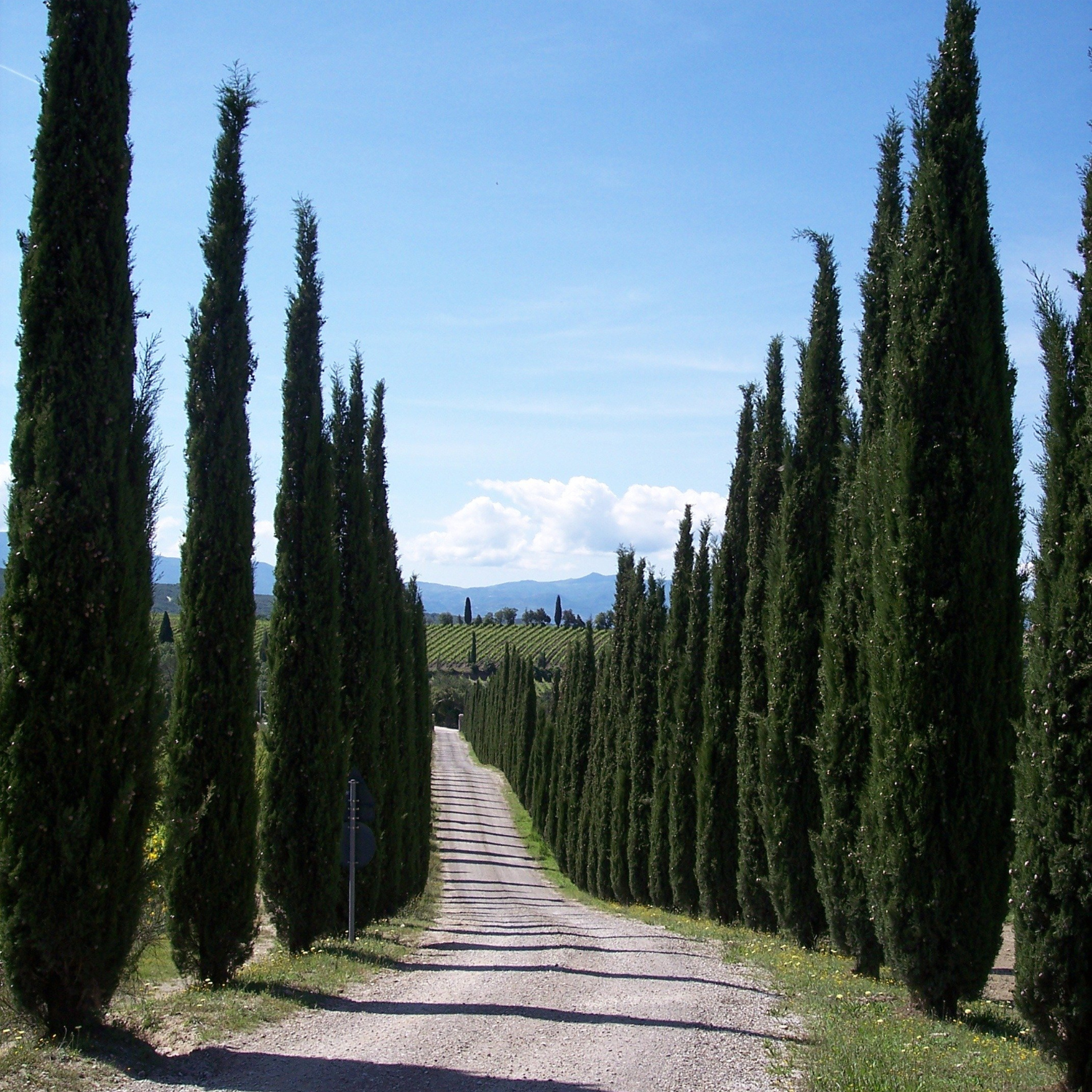 Cyprès d'Italie, de Provence - Cupressus Sempervirens Pyramidalis