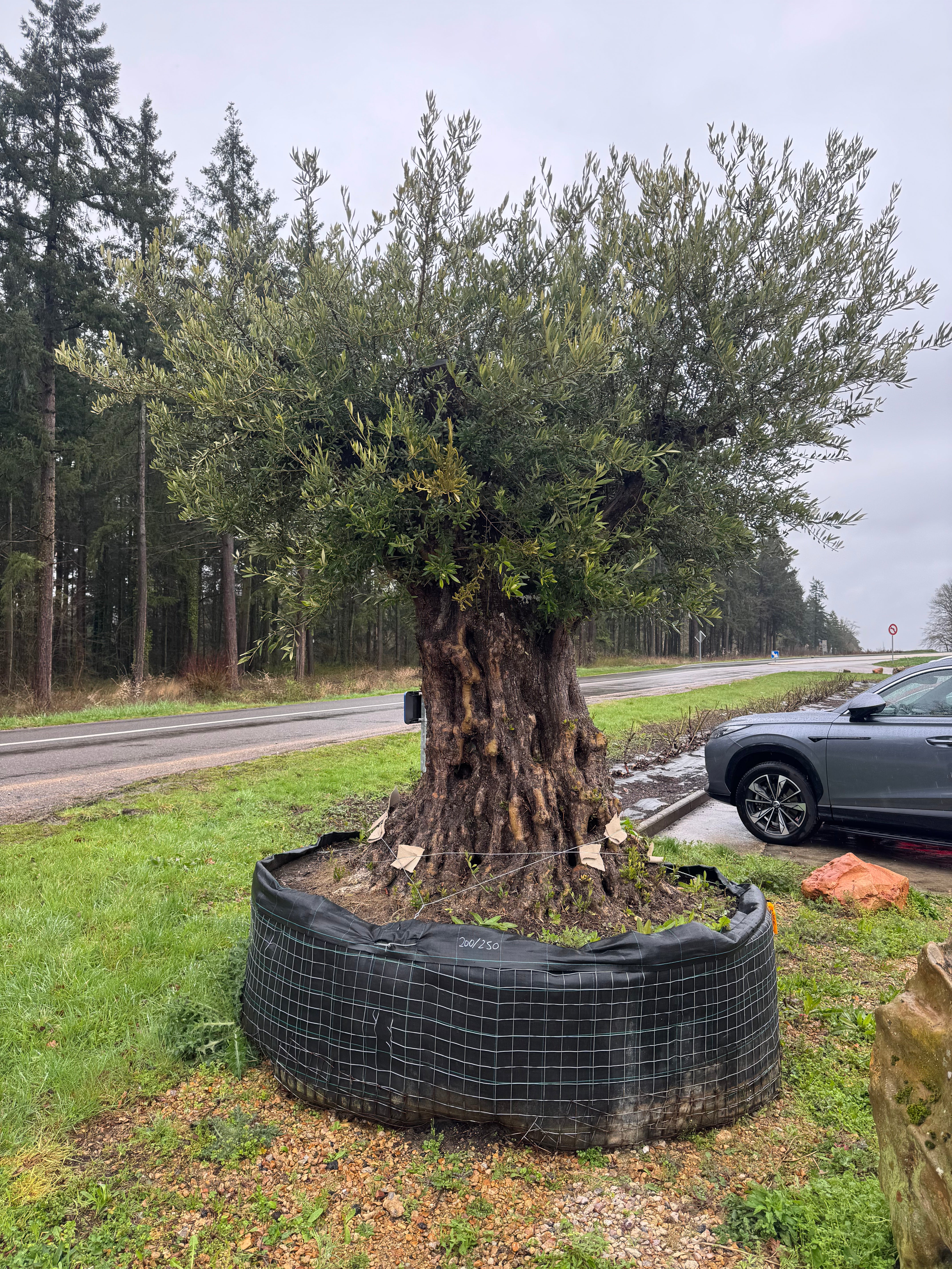 Olea europaea Exemplaire Circonférence 200/250cm