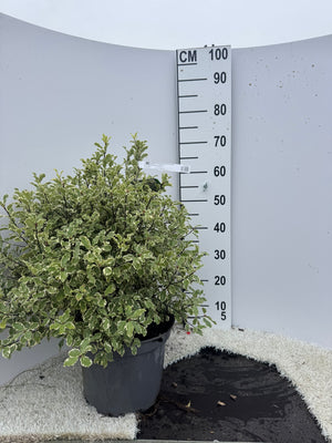 POT 10L