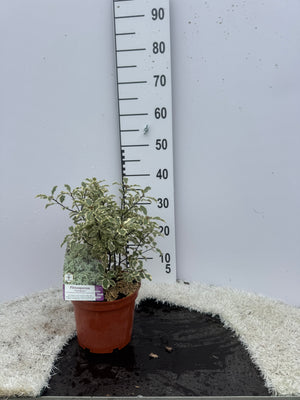 POT 3L - HAUTEUR 30/40CM