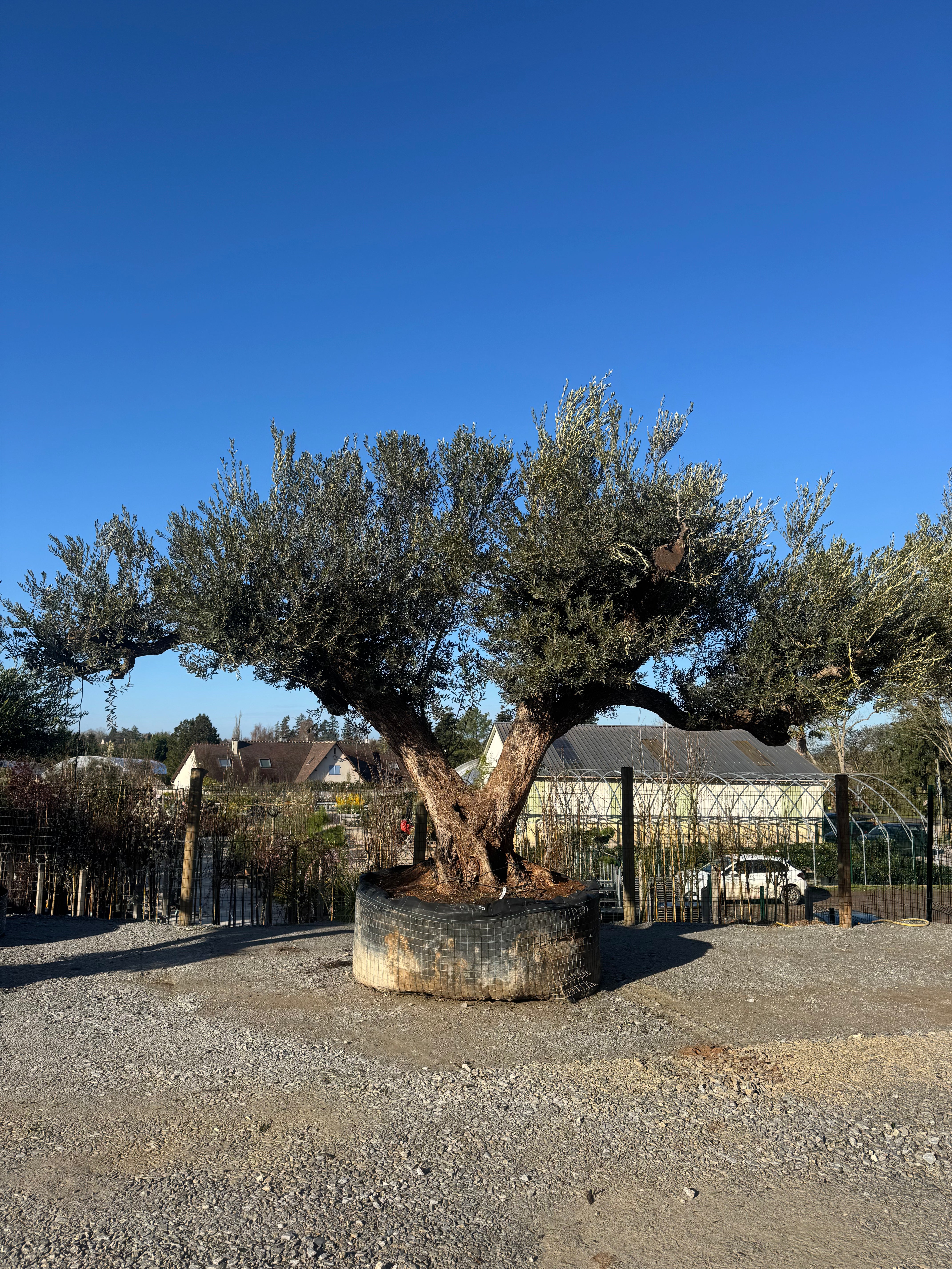 OLIVIER EXEMPLAIRE PEO 599