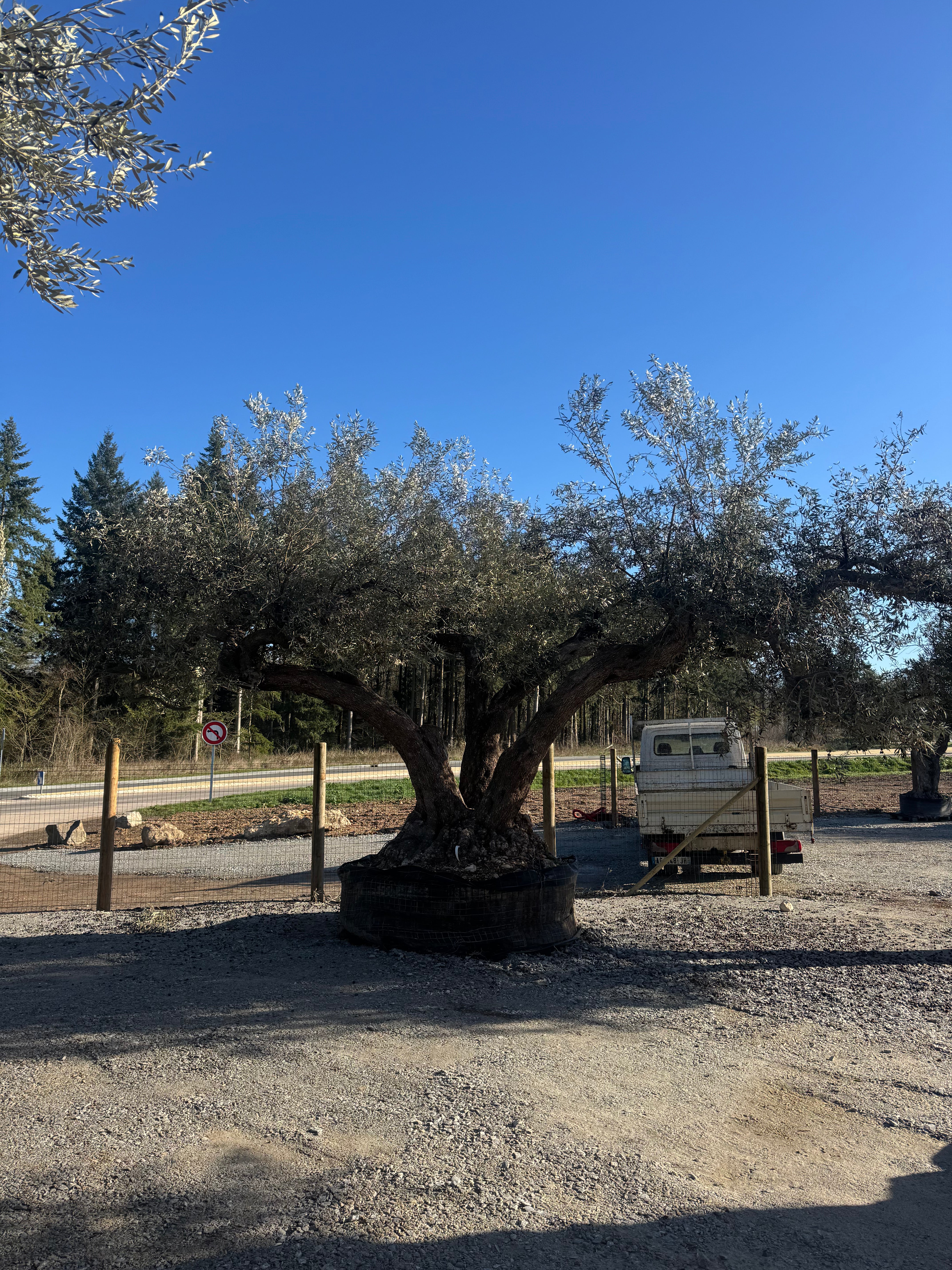 OLIVIER EXEMPLAIRE PEO 397