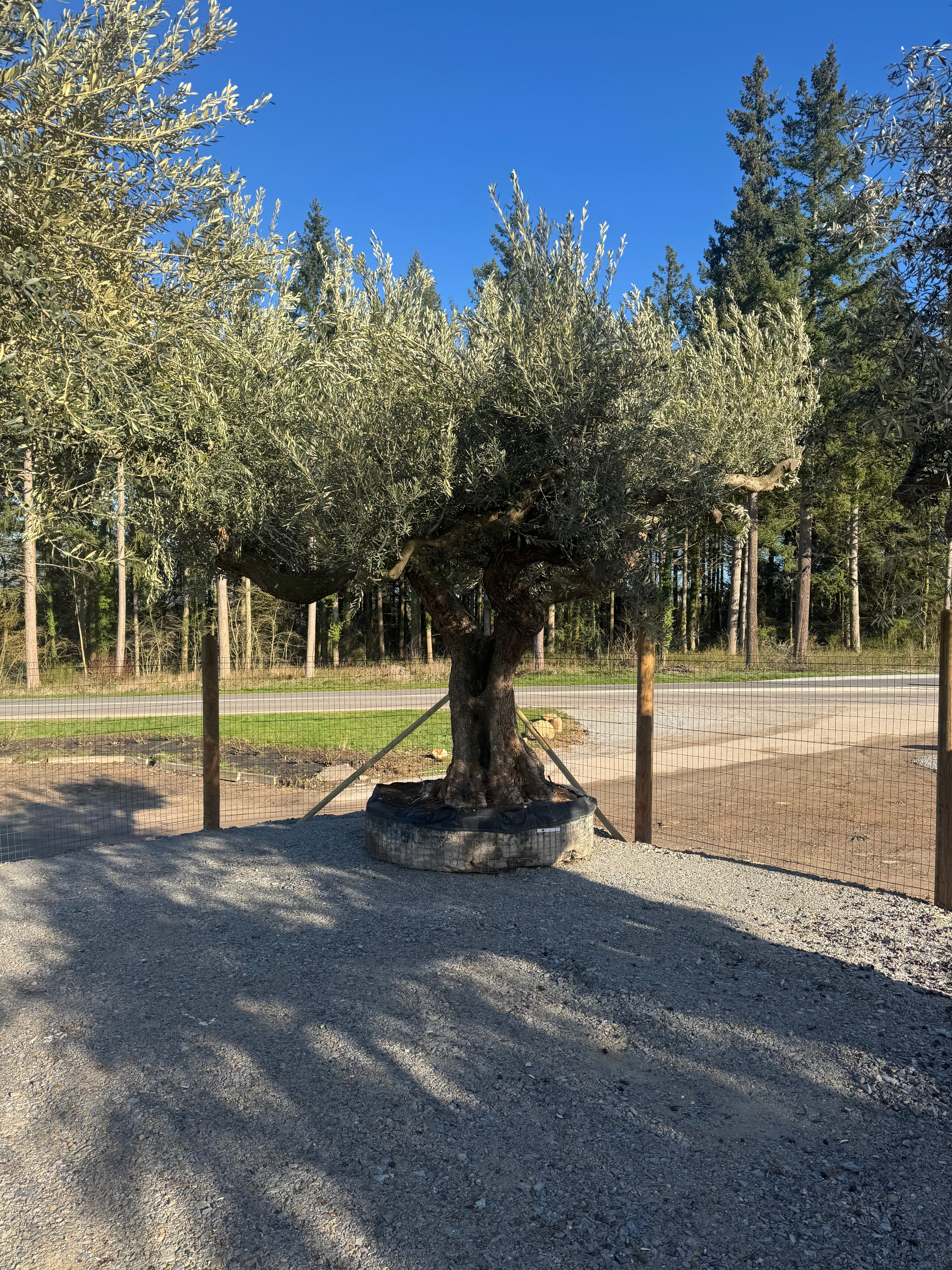 OLIVIER EXEMPLAIRE PEO 597