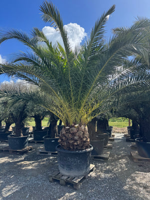 SUJET 50/60CM DE TRONC - HAUTEUR 300/400CM