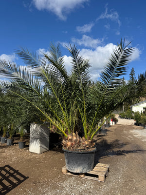 SUJET 40/50CM DE TRONC - DOUBLE TRONC - HAUTEUR 300CM+