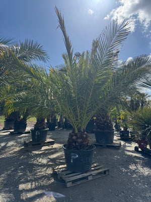 POT 170L - HAUTEUR 250/300cm