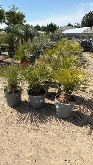 POT 20L