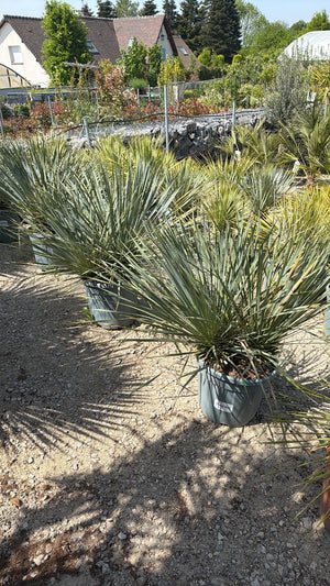 Pot de 20 litres B
